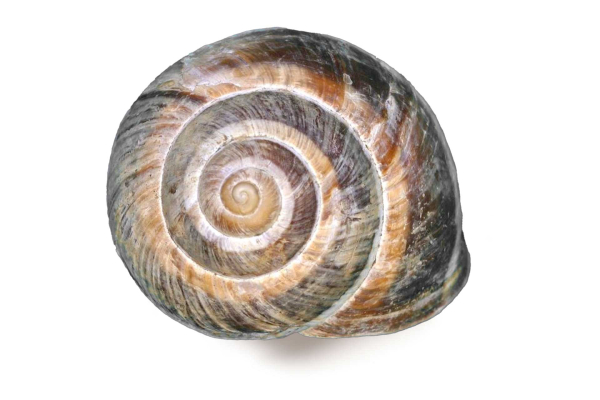 lucorum