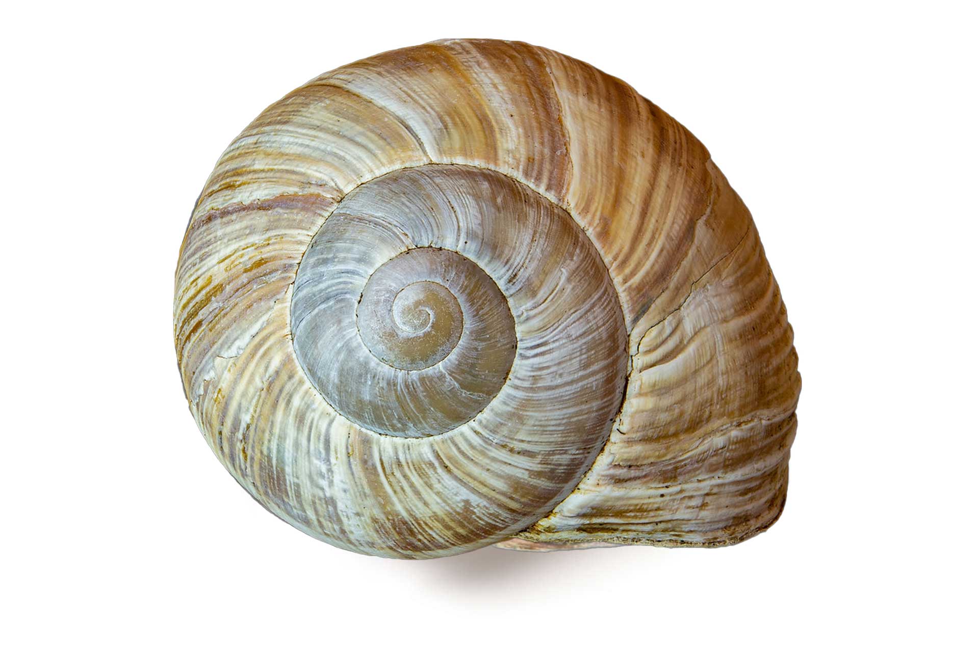 pomatia-2